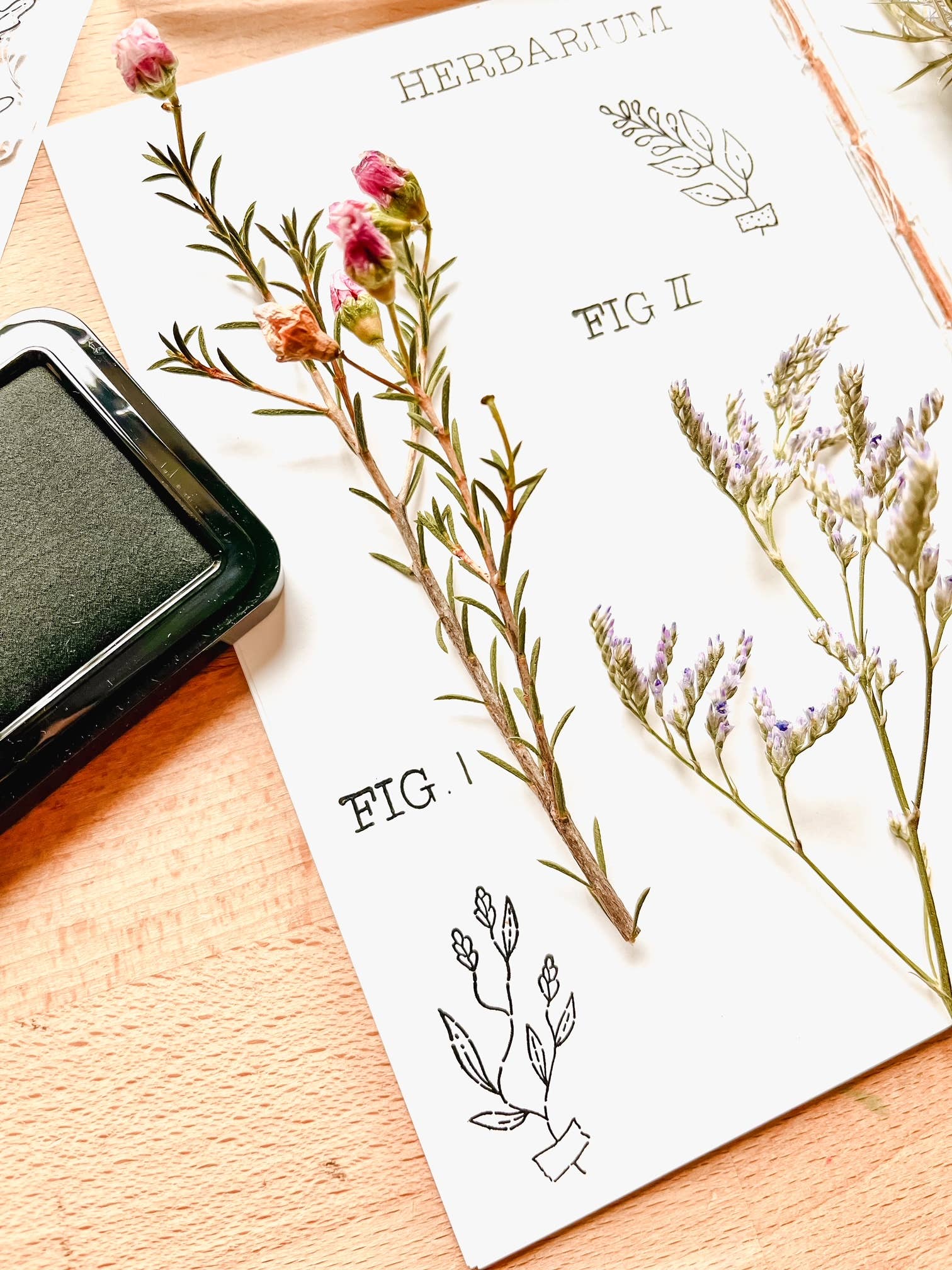 Herbarium Clear Stamp Set