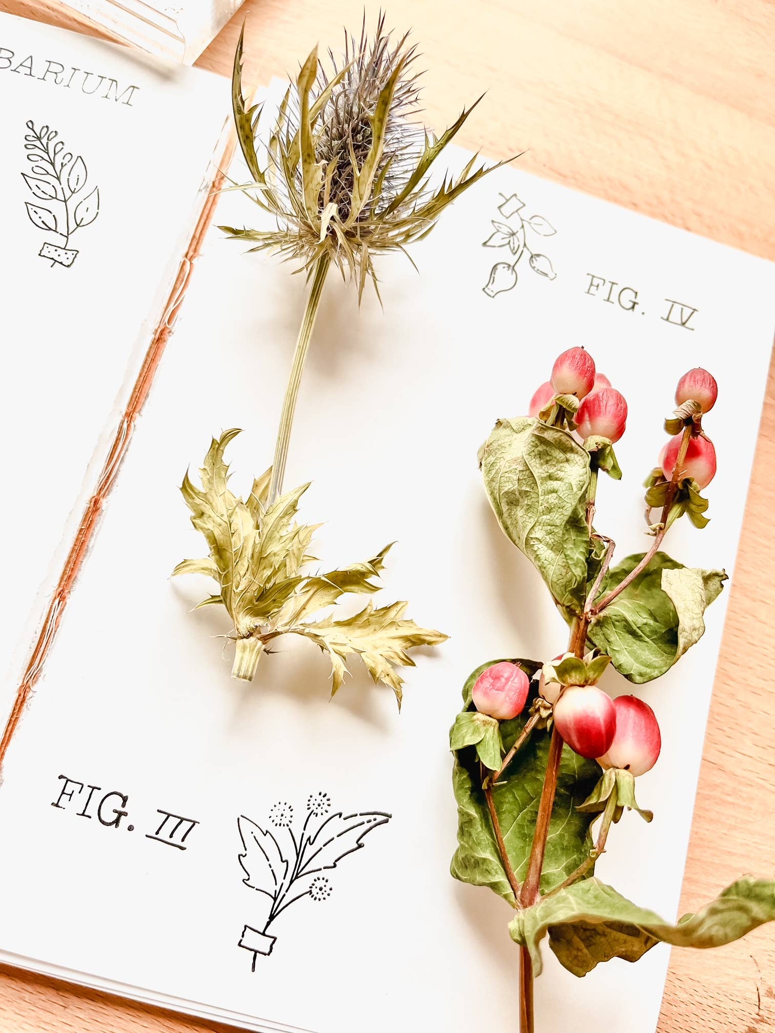 Herbarium Clear Stamp Set