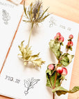 Stamp set - Herbarium