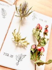 Stamp set - Herbarium